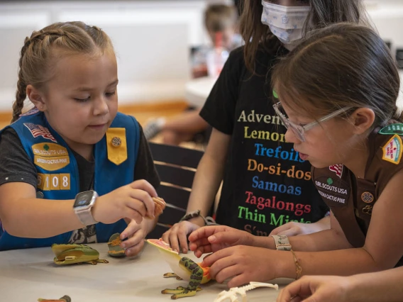 Two young girl scouts in uniforms sit at a table doing an anotomic 3-D frog puzzle. 