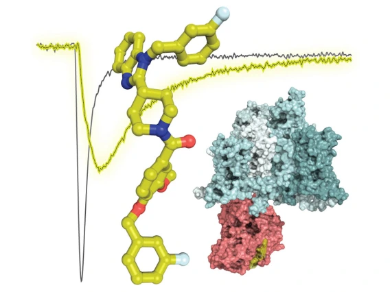 Compound 194 (left) was developed by researchers to  uncouple the interaction between CRMP2 and the enzyme Ubc9, which indirectly regulates the sodium ion channel NaV1.7. A new study showed that the resulting reduction in sodium currents reduced pain. (Image: Samantha Perez-Miller, Aude Chefdeville and Rajesh Khanna)