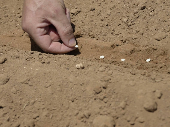 A hand holding a tepary bean seed over the soil where it will be planted