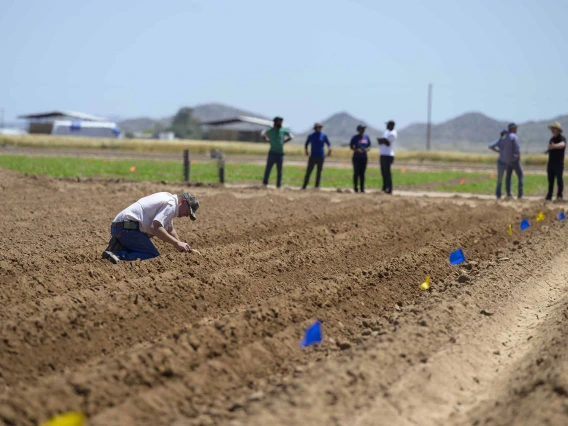 Farmer measuring how deep beans are being planted