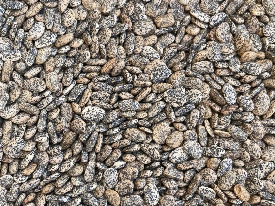 Close-up of a bucketful of multicolored tepary beans