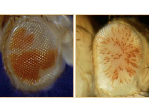 Researchers used the mutations that lead to random and compelling patterns of eye color in Drosophila to study heterochromatin, a form of DNA that plays a vital role in maintaining the stability of chromosomes by silencing transposable elements.