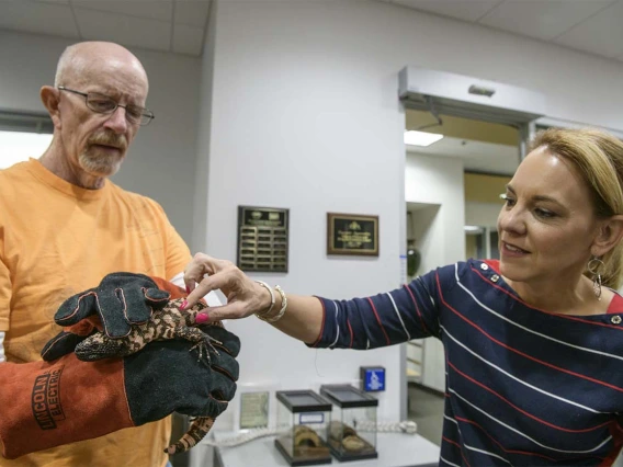 Mike Cardwell, a consulting biologist at AzPDIC, holds a Gila monster so that it can not turn and bite, as Erika Grasse touches the bead-like skin of the lizard. 