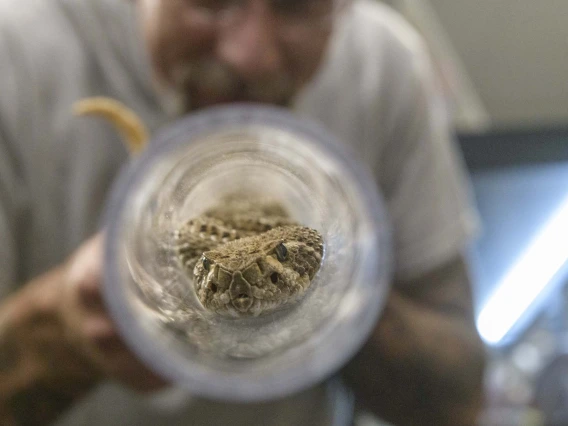 Poison Center venomous reptile curator Dan Massey, PharmD, uses a clear acrylic tube to safely allow toxicologists an up-close examination of a Western Diamondback rattlesnake. Once the snake’s head is in the tube, it cannot turn around and bite anyone, but can be closely observed.