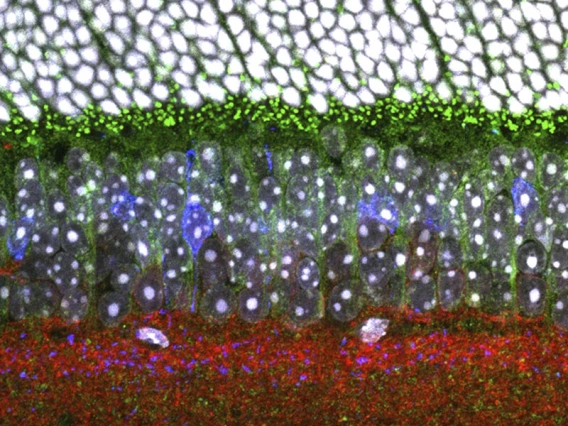 Image of the inner retina with some cone bipolar cells genetically labeled in cyan, cones and their processes also labeled in cyan, actin labeled in red and cell nuclei labeled in white.