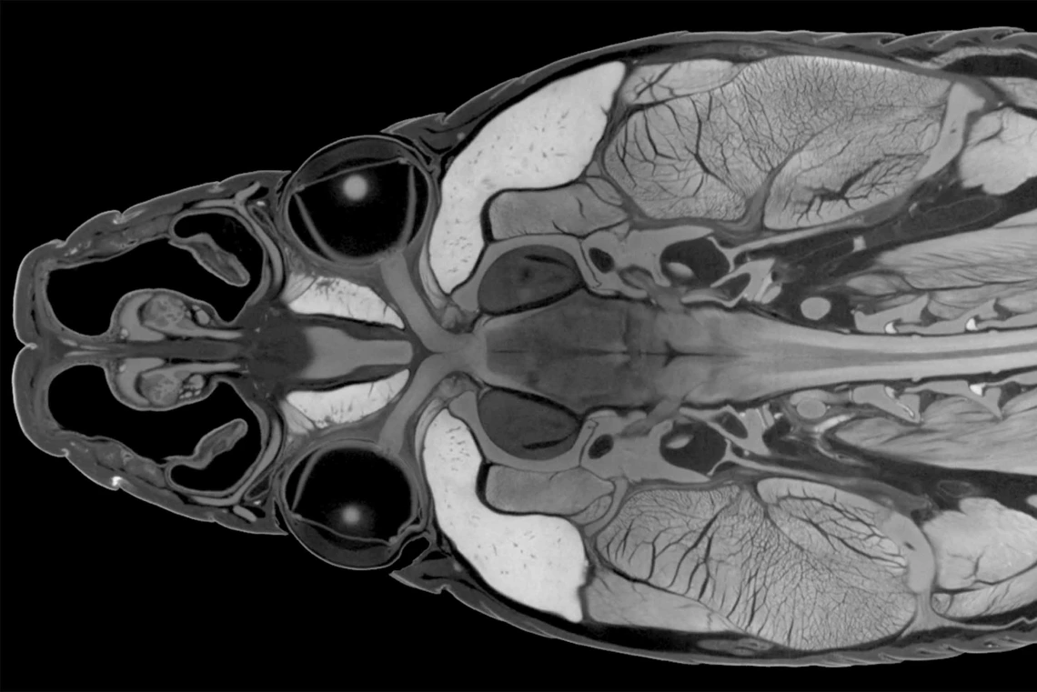 A CT scan of a snake head