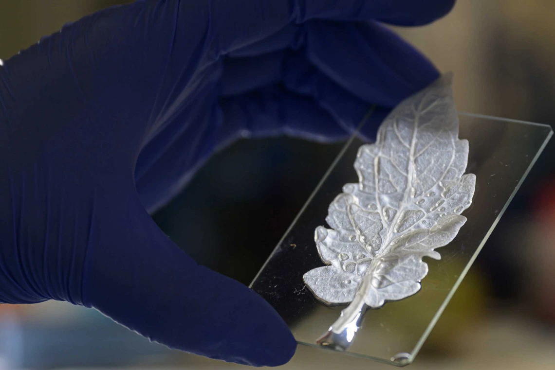 A gloved hand holds a glass microscope slide with a large, bright, white leaf on it. 