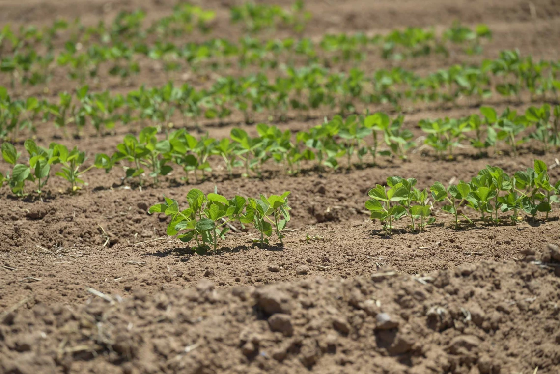 Rows of young tepary bean plants sprouting in brown soil