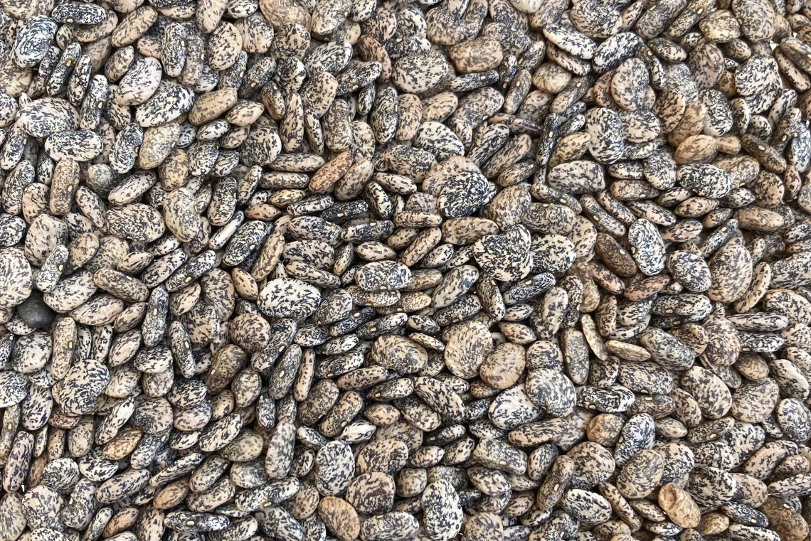 Close-up of a bucketful of multicolored tepary beans