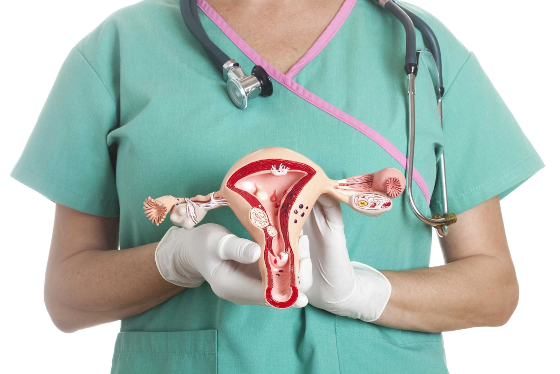 a doctor holds a model of the female reproductive system