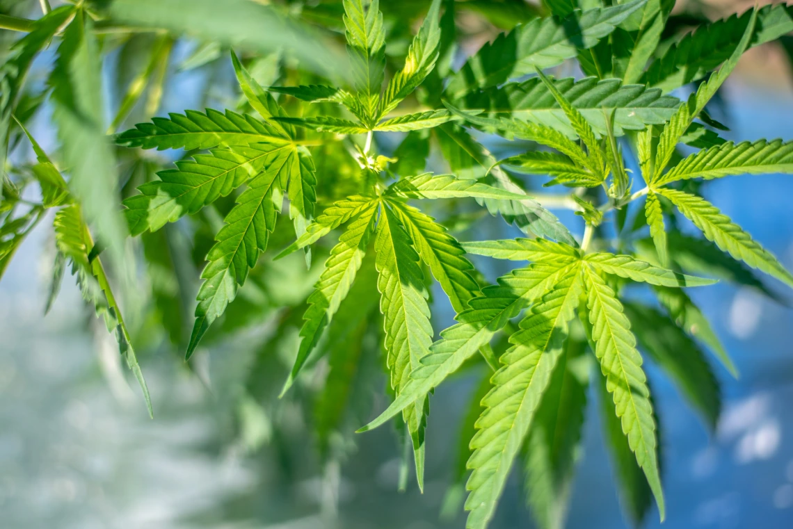 Industrial Hemp (Cannabis sativa) being grown in Queenstown, MD USA