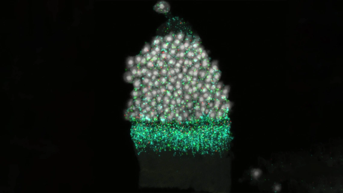 Under the microscope, nuclei (labeled in white) inside a retina look like frosting on a cupcake.