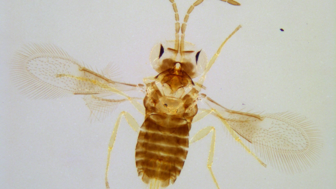 A crisp image of a microscopic wasp is composited (using an image processing technique called extended depth of field) from a series of photos taken through a light microscope by Douglas Cromey, MS, associate scientific investigator in the Department of Cellular and Molecular Medicine in the College of Medicine – Tucson.