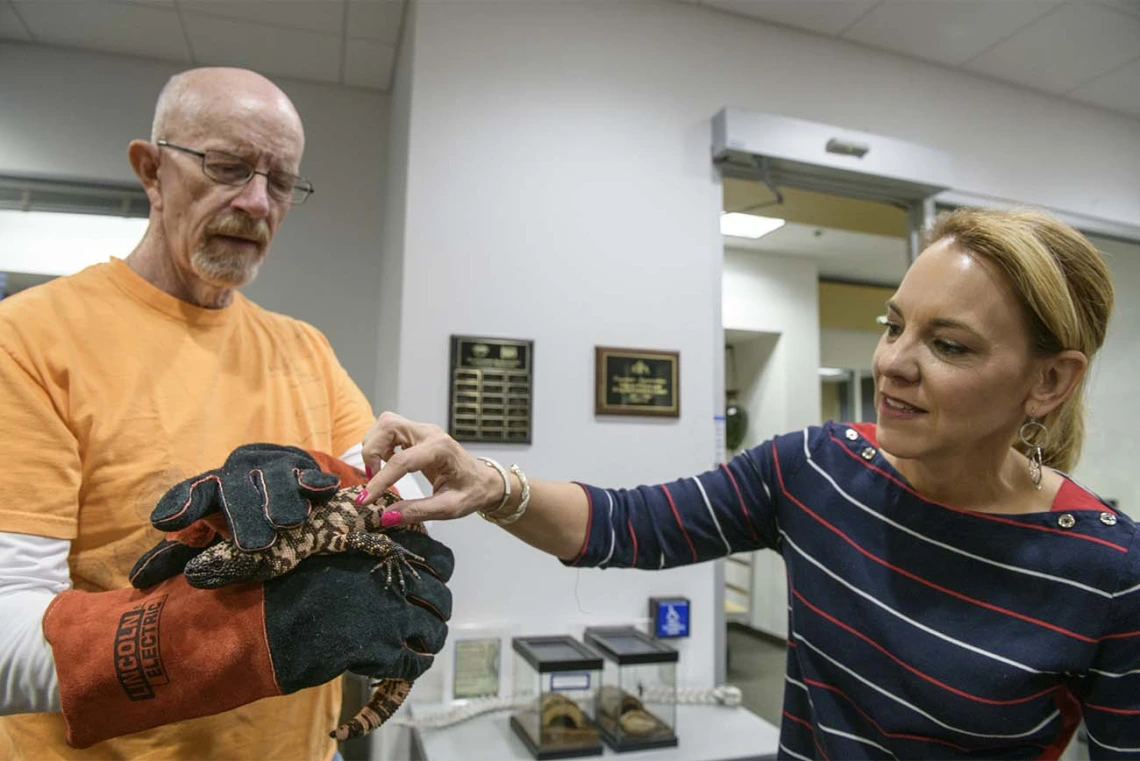 Mike Cardwell, a consulting biologist at AzPDIC, holds a Gila monster so that it can not turn and bite, as Erika Grasse touches the bead-like skin of the lizard. 