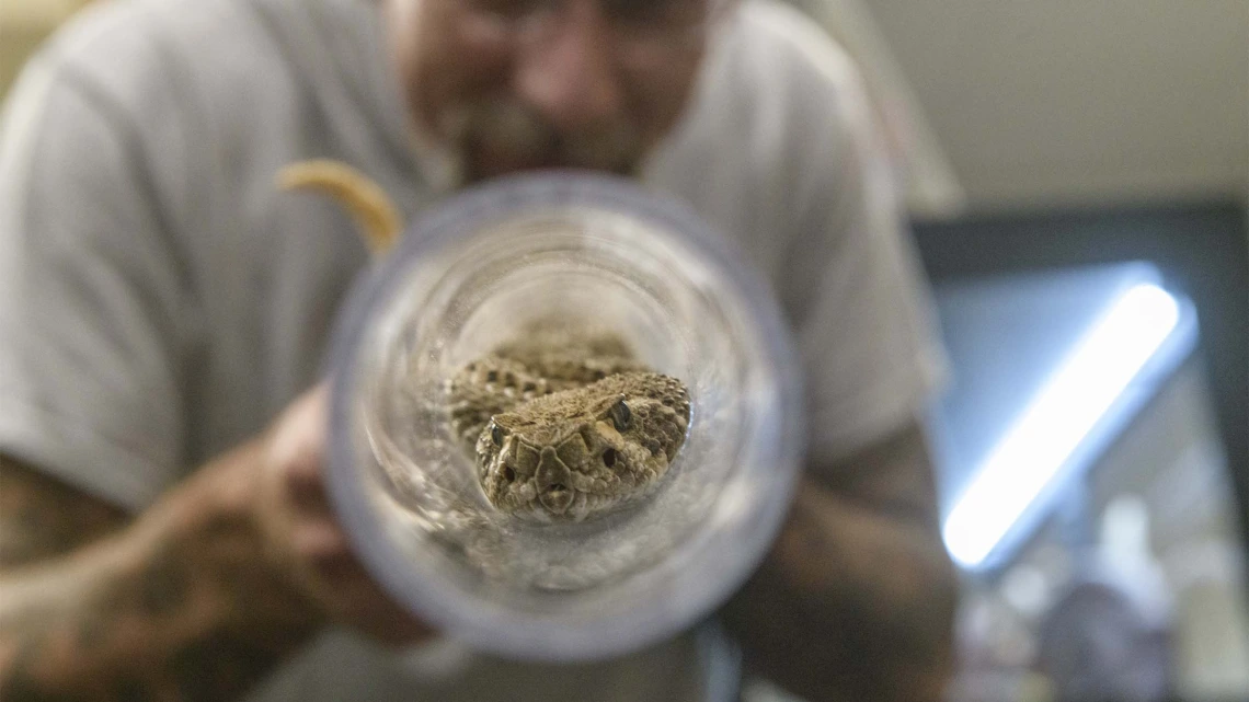 Poison Center venomous reptile curator Dan Massey, PharmD, uses a clear acrylic tube to safely allow toxicologists an up-close examination of a Western Diamondback rattlesnake. Once the snake’s head is in the tube, it cannot turn around and bite anyone, but can be closely observed.