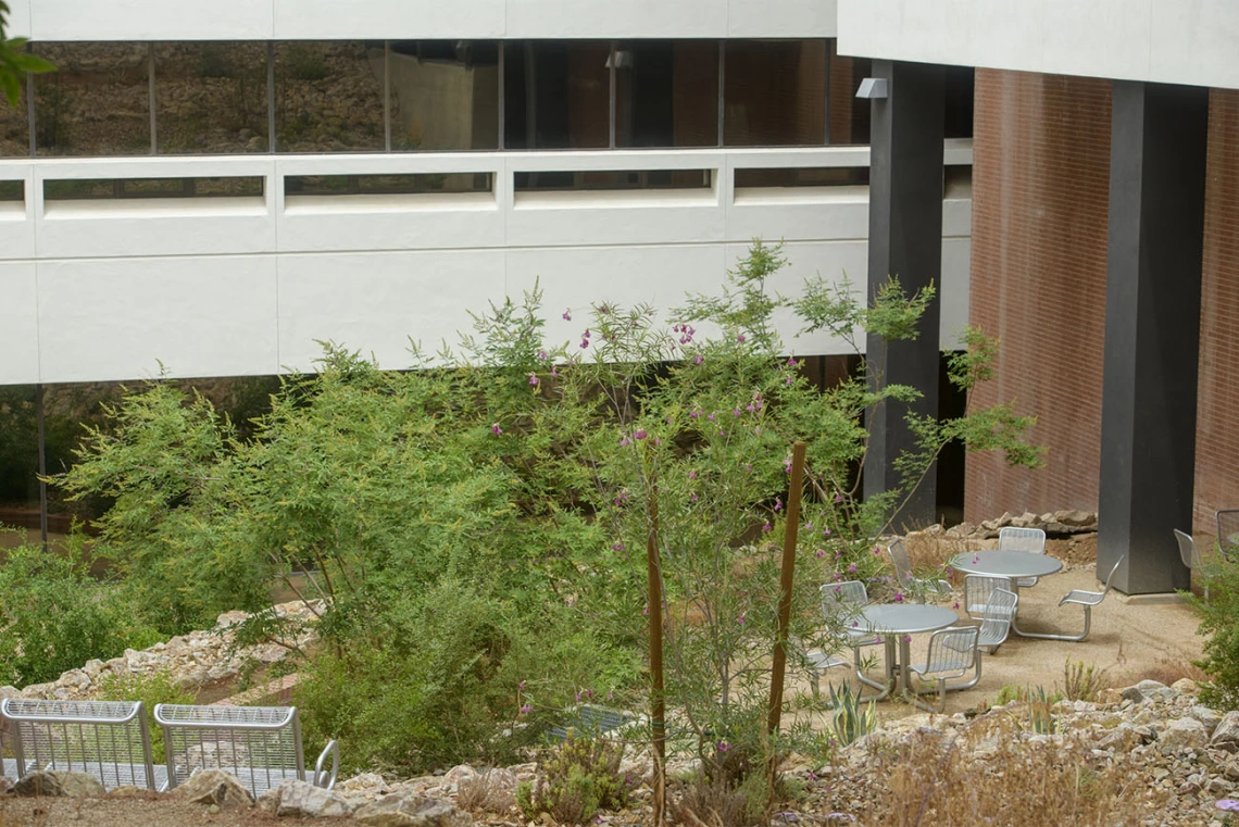 If you are looking for a space that gives you a different perspective, you have to look down as you pass along the east side of the Skaggs Pharmaceutical Sciences Building. It is one of the only subterranean open-air spaces with tables and chairs that we’re aware of on the Tucson campus. 