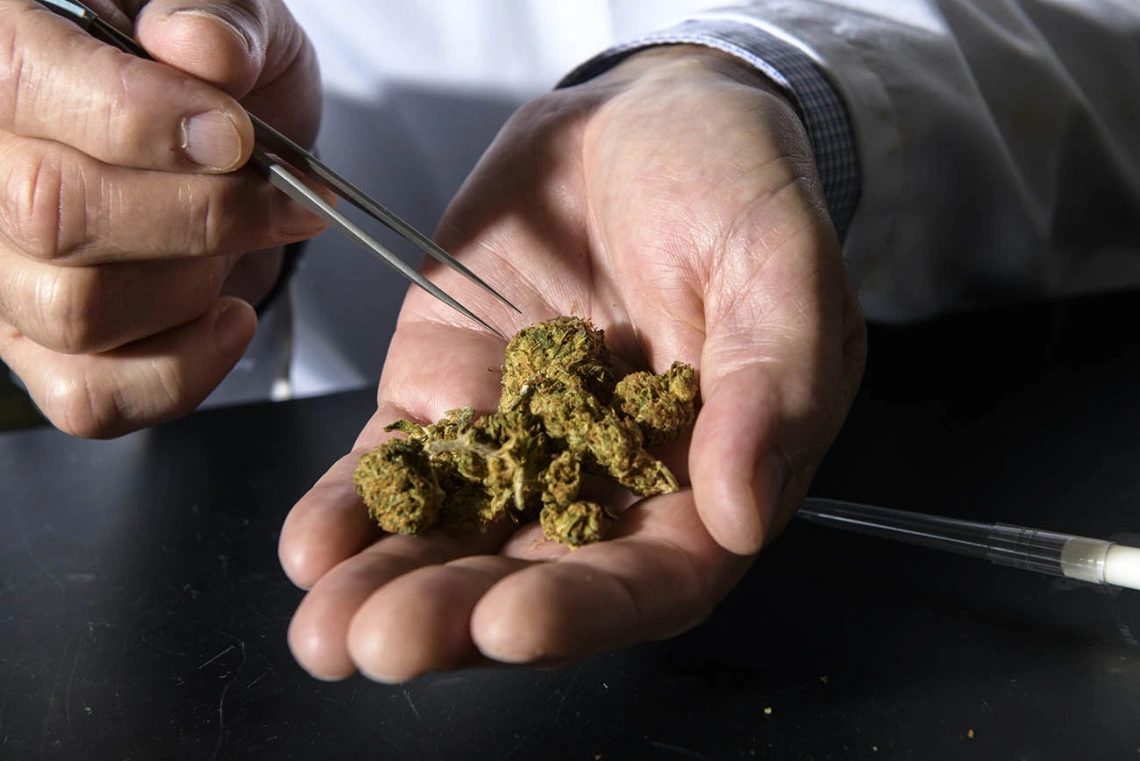 Comprehensive Center for Pain and Addiction researchers say reclassifying cannabis as a Schedule III substance would loosen the restraints on research into possible benefits, as well as any potential negative side effects, of medical marijuana.