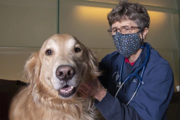 A team led by Valley Fever Center for Excellence researchers successfully tested a vaccine for dogs, with two doses providing high levels of protection.