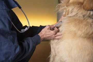 According to Dr. Galgiani, the cost of creating and getting the dog vaccine approved will be about &#36;12 million. Developing a human valley fever vaccine will cost closer to &#36;150-&#36;200 million.