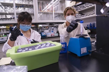 From left: Undergraduate student Emily Ngu assists Jennifer Stern, PhD, assistant professor of endocrinology in the UArizona College of Medicine – Tucson, who is using a Healthy Aging Seed Grant to study the effects of enhancing glucagon sensitivity at the liver through caloric restriction, with the goal of identifying a therapeutic target to prevent age-related metabolic disease. 