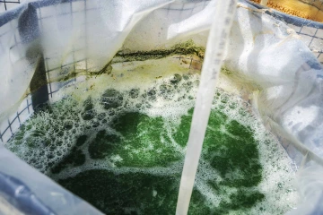 Spirulina growing in a bioreactor