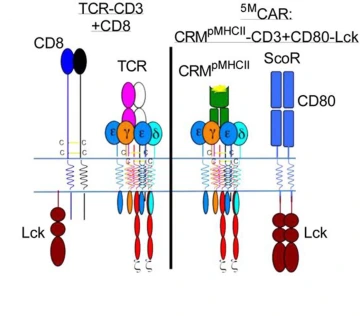 line drawing color illustration of the molecular components of a T cell and a 5MCAR T cell