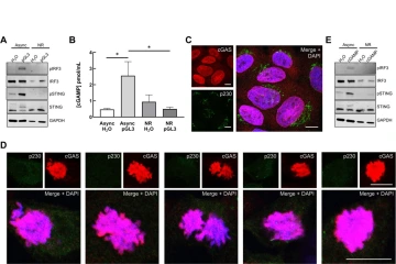 During his time in Dr. Campos’ lab, Gamez contributed to a study that is currently being revised for publication.