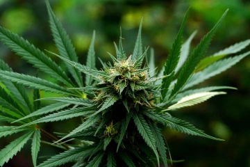 close up of cannabis sativa plant with flower