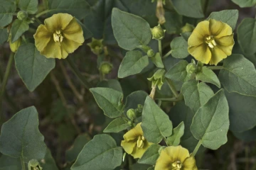 Dr. Warfel will study whether a compound in the leaves of the yellow nightshade groundcherry might be able to kill prostate cancer cells.