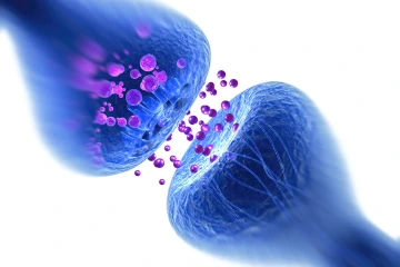 Schizophrenic people are likely to have low levels of a receptor called serotonin 2A, interfering with the brain’s ability to transmit information from one neuron to another.