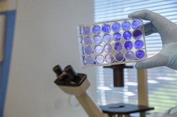 A researcher in the Nikolich-Žugich Lab inspects a crystal violet stain of plaques created by the virus that causes COVID-19.