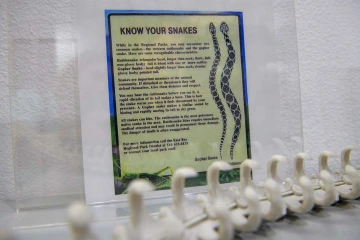 Posion Center staff knowing the difference between venomous and nonvenomous snakes can mean the difference between a trip to the emergency room and home treatment for a caller. 