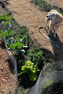 A golden retriever standing in a community garden.